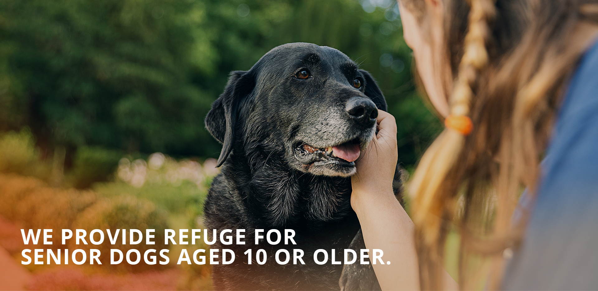 We provide refuge for senior dogs aged 10 or older.