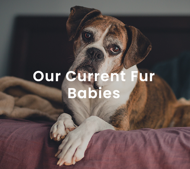 Our Current Fur Babies